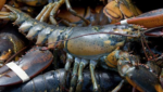 live Nova Scotia lobster