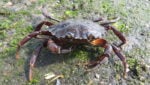 Irish crab. Credit: Rob Ormsby, Flickr