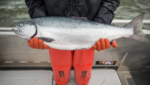 Bristol Bay sockeye salmon fishermen