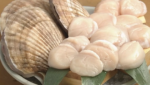 Hokkaido scallops