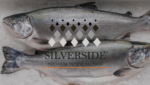 Silverside salmon Ventisqueros