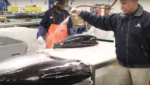 Norman Stavis, president of North Coast Seafoods, washes a tuna.