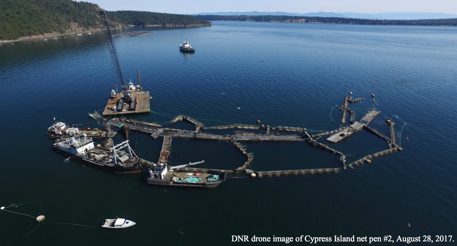 Cooke Aquaculture Pacific's collapsed net-pen farm near Cypress Island, Washington