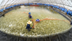High-tech Vietnam-Australia Group shrimp farm inside