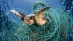 Loggerhead turtle (Caretta caretta) trapped in an abandoned drifting net, Balearic Channel, Mediterranean sea.
