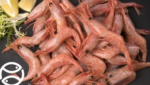 Iberconsa Argentine shrimp