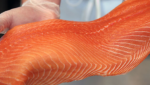 JC Seafood salmon