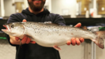 Superior Fresh Atlantic salmon RAS farmed