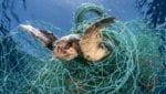 Loggerhead turtle trapped in an abandoned drifting net, Balearic Channel, Mediterranean sea. Credit: World Animal Protection