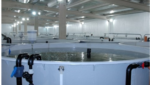 A RAS tank used by Billund Aquaculture