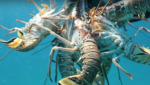 Bahamas Spiny Lobster (Panulirus argus) fishery
