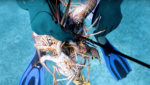 Bahamas Spiny Lobster (Panulirus argus) fishery