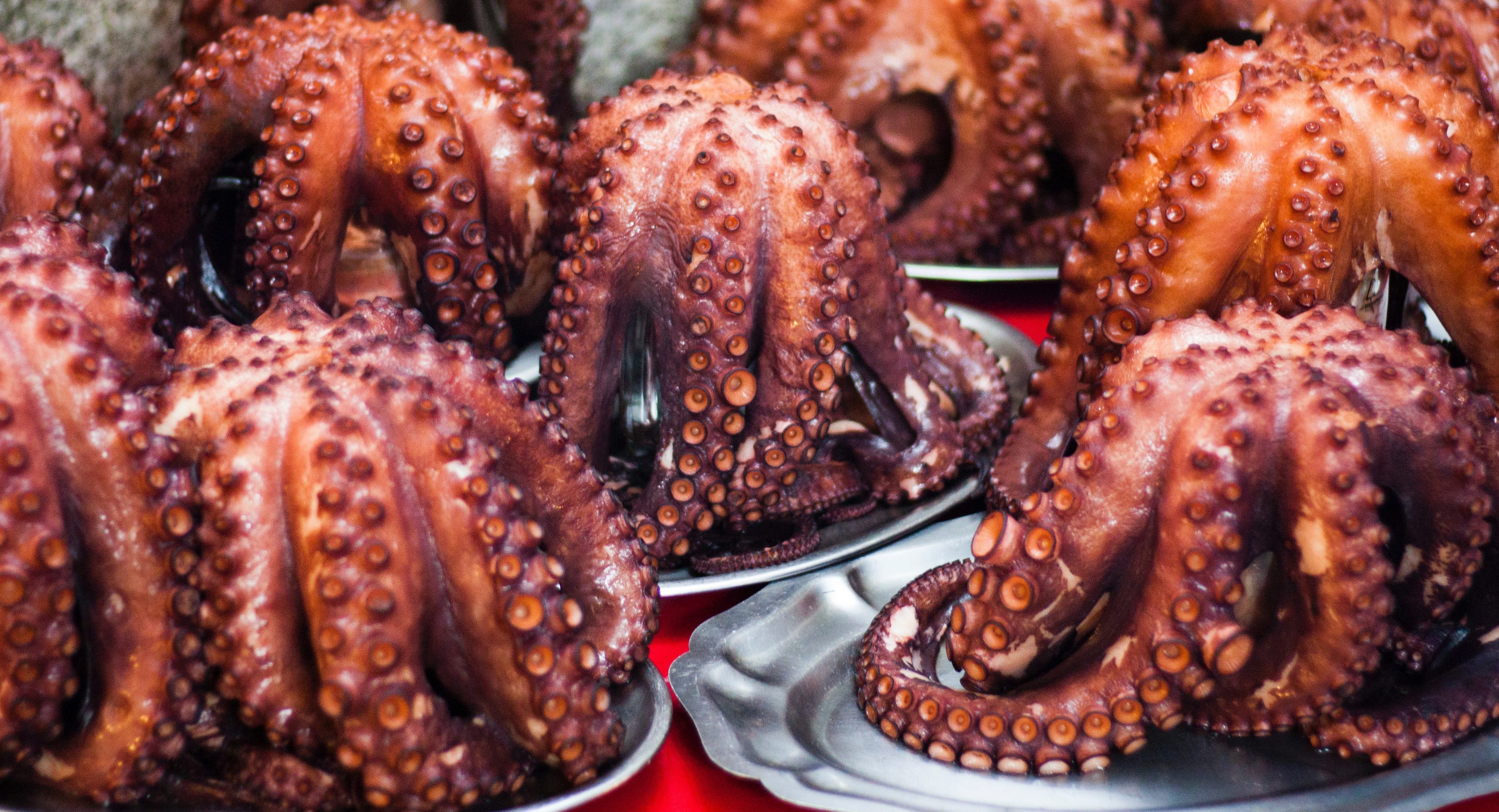 Russia seizes five Japanese octopus fishing vessels - Undercurrent