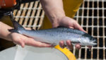 Scottish salmon. Credit: SSPO