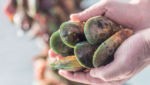 Greenshell mussels Sanfor