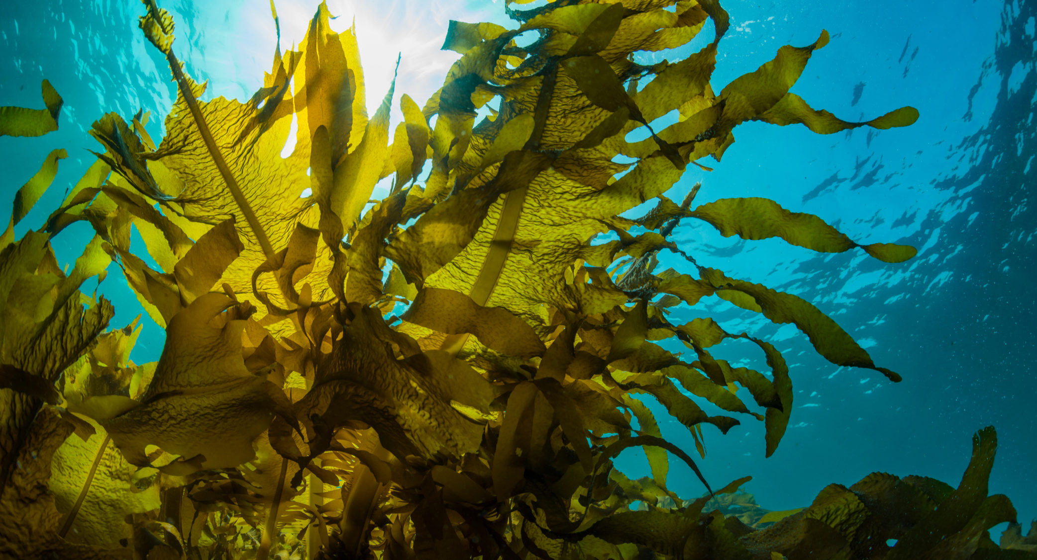 Alaska researchers test seaweed cultivation for rare earth metals