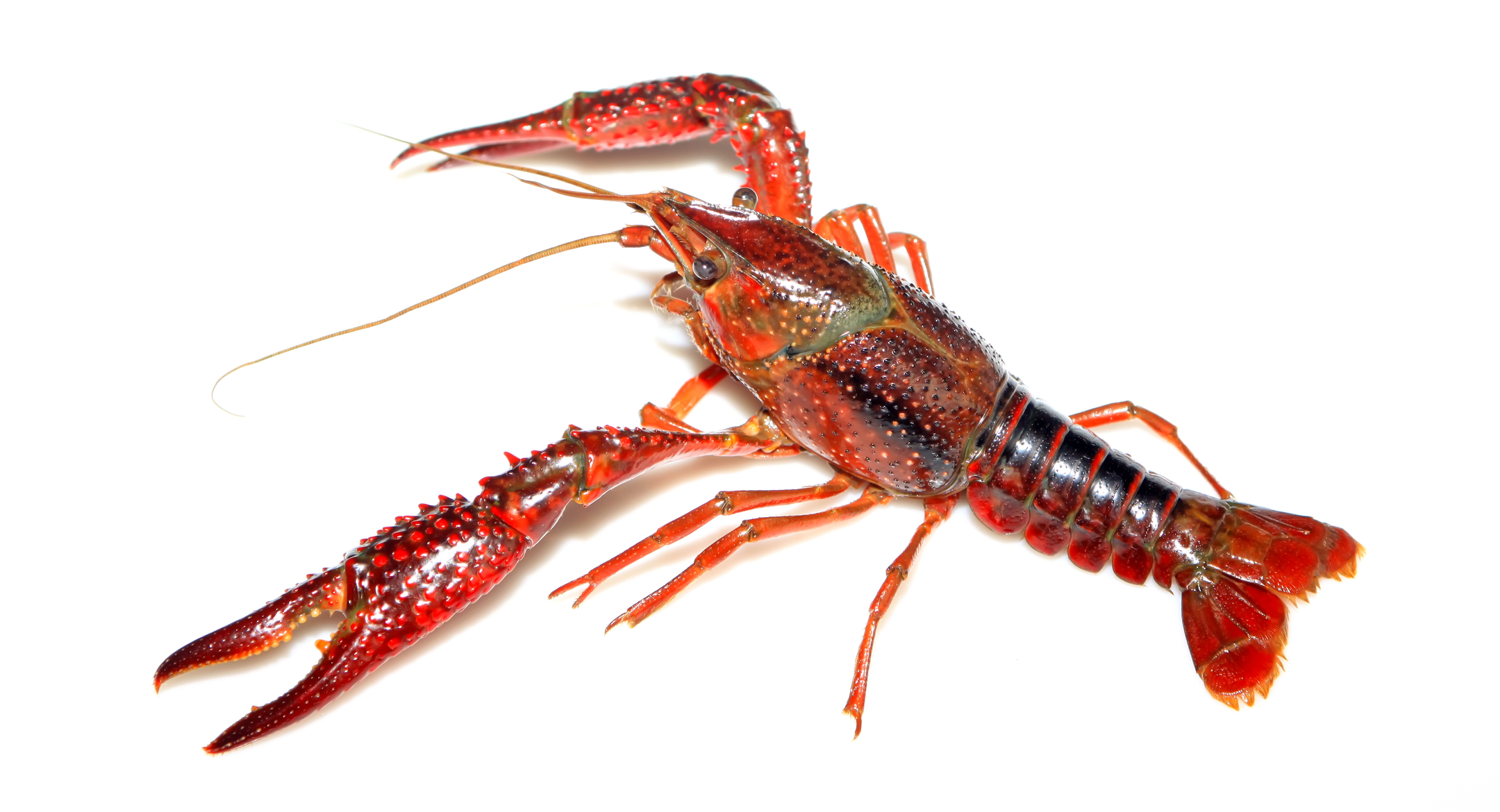Crawfish, also commonly referred to as crayfish. Credit: chinahbzyg/Shutterstock.com