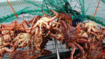 King crabs captured in Kirkenes, Norway. Credit: Adele Heidenreich/Shutterstock.com