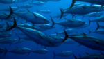 Yellowfin tuna. Credit: Guido Montaldo/Shutterstock.com