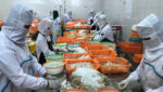 Workers peel shrimp at a processing factory. Credit: Norjipin Saidi / Shutterstock.com