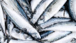 Frozen Atlantic mackerel. Credit: BigTunaOnline/Shutterstock.com