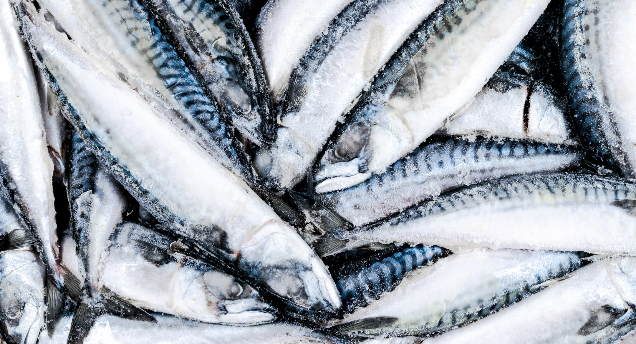  Frozen Atlantic mackerel.  Credit: BigTunaOnline/Shutterstock.com