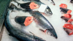 Fresh Atlantic salmon at a market in Norway. Credit: Sergei25/Shutterstock.com
