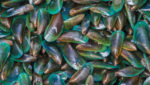 Green mussels. Credit: JoeyPhoto/Shutterstock.com