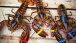 American lobster (Homarus americanus) fresh off the boat. Credit: marla dawn studio/Shutterstock.com