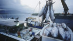 Vessel unloads tuna catch in Cairns, Australia. Credit: sirtravelalot/Shutterstock.com