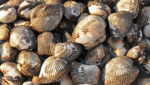 Raw clams. Credit: QiuJu Song/Shutterstock.com