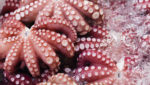 Fresh octopus. Credit: ymgerman/Shutterstock.com