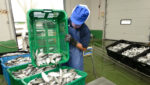 Factory worker sorting mackerel into baskets. Credit: Jordan Lye/Shutterstock.com