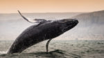 Humpback Whale jump in Los Organos, Piura, Peru. Credit: Christian Vinces/Shutterstock.com