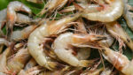 Fresh raw shrimp in Kerala, India. Credit: Santhosh Varghese/Shutterstock.com