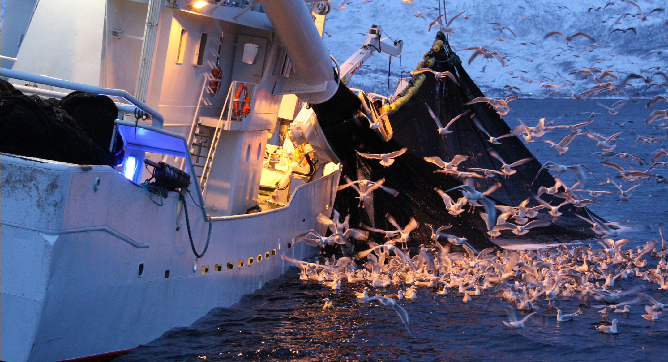 Vessel fishing for herring in Kaldfjord, Tromso, Norway. Credit: Alessandro De Maddalena/Shutterstock.com