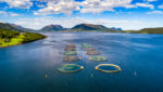 A salmon farm in Norway. Credit: Andrey Armyagov/Shutterstock