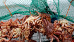 King crabs captured in Kirkenes, Norway. Credit: Adele Heidenreich/Shutterstock.com