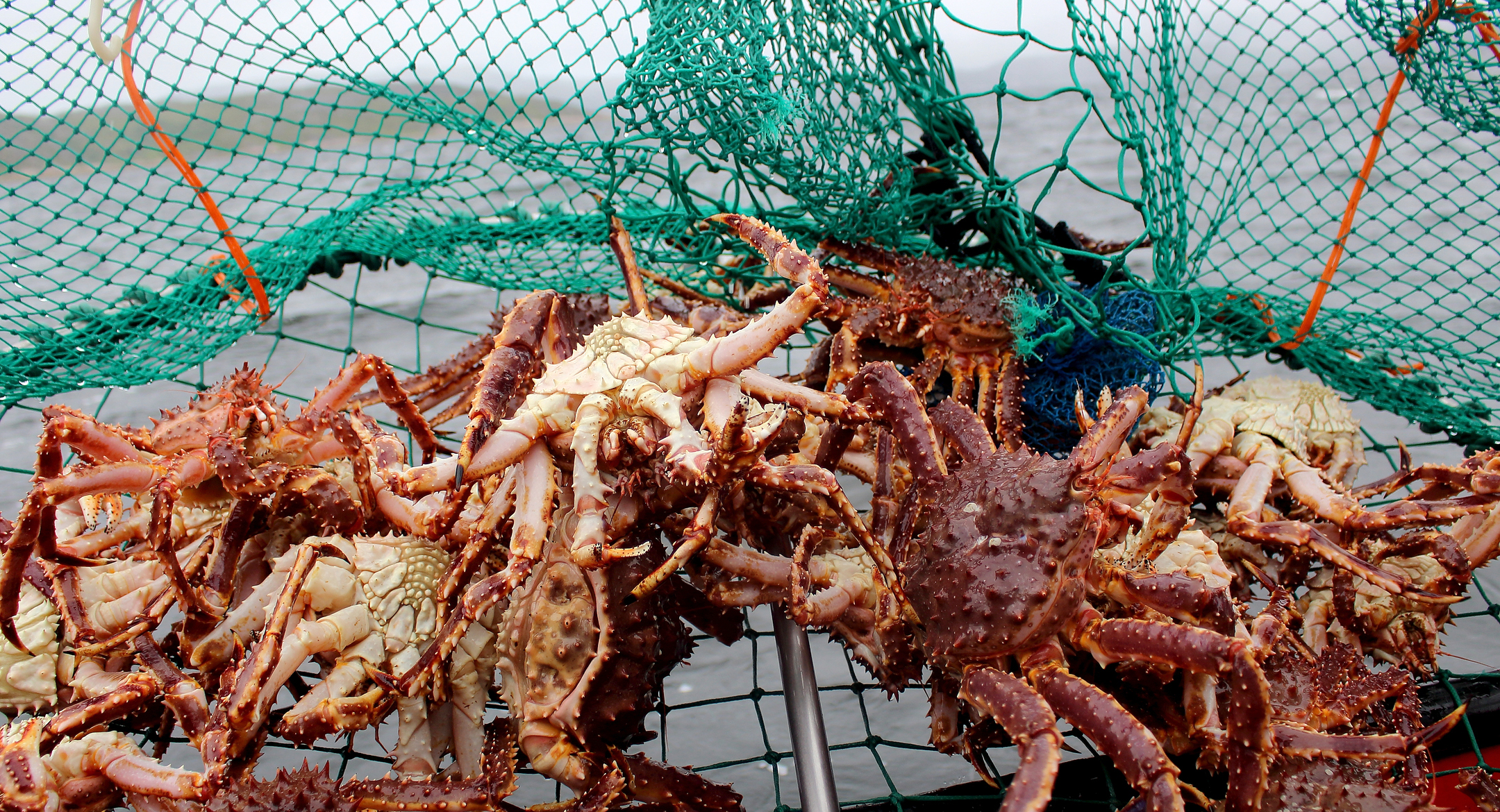  King crabs captured in Kirkenes, Norway. Credit: Adele Heidenreich/Shutterstock.com
