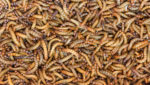 Meal worm. Innovative firms are farming meal worms for use as alternative protein ingredients in animal and fish feed. Credit: BigNazik/Shutterstock.com