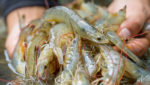 Vannamei shrimp. Credit: Phensri Ngamsommitr/Shutterstock.com