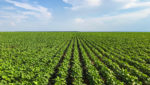 Soybean field in Brazil. Credit: FR.Agro/Shutterstock.com