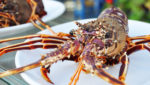 A rock lobster on a plate. Credit: Kojin/Shutterstock.com