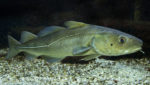 Atlantic cod (Gadus morhua). Credit: Podolnaya Elena/Shutterstock.com