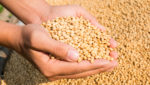 Soybeans used to make soymeal. Credit: Nungning20/Shutterstock.com