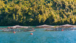 Salmon farm in a fjord in Los Lagos district, Patagonia, Chile. Credit: DFLC Prints/Shutterstock.com