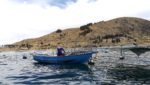 Trout farmer on Lake Titicaca. Credit: Umitron