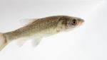 A juvenile black carp. Photograph courtesy of Kentucky Department of Fish and Wildlife Resources.