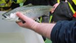 salmon health gill research