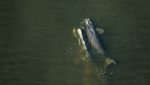 The third North Atlantic right whale calf of 2019, spotted in late January about three nautical miles off the coast of Amelia Island, Florida. Photo courtesy of Florida Fish and Wildlife Conservation Commission.